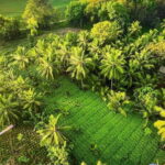 Sigiriya & Habarana: Sunrise Hot Air Balloon Ride Experience - An In-Depth Look at the Experience