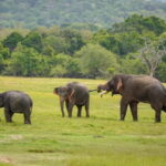Sigiriya Lion Rock Hike & Minneriya National Park Safari - What Makes This Tour Stand Out?