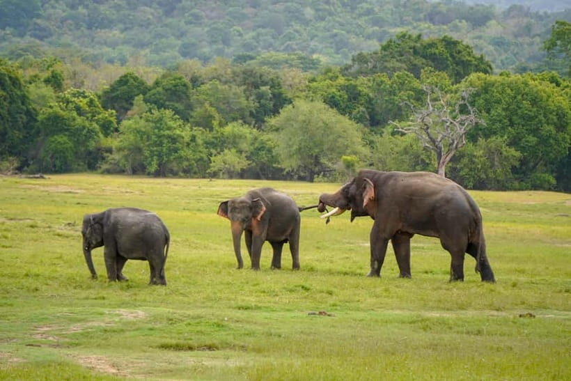 Sigiriya Lion Rock Hike & Minneriya National Park Safari - What Makes This Tour Stand Out?