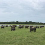 Sigiriya Lion's Rock & Dambulla Golden Cave Temple Trip - An In-Depth Look at the Tour Experience