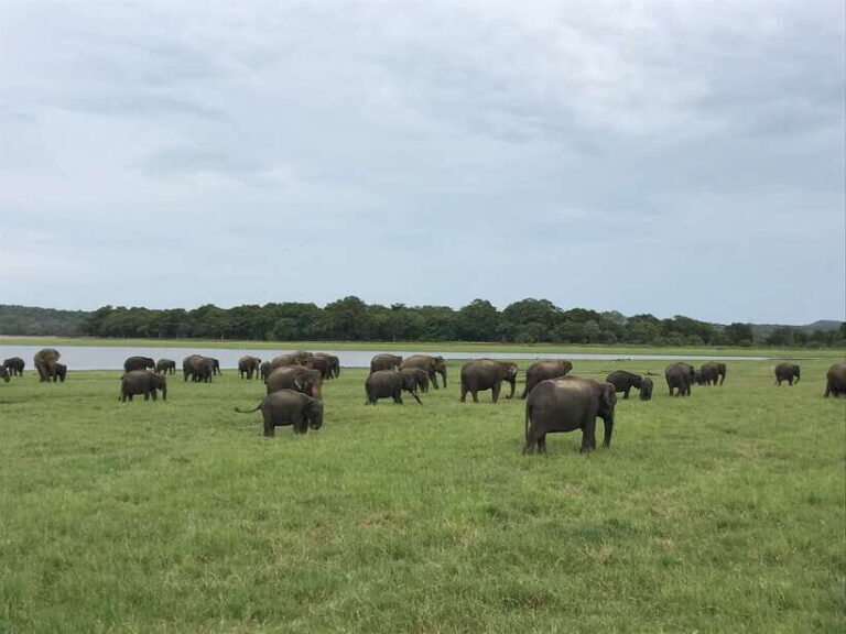 Sigiriya Lion's Rock & Dambulla Golden Cave Temple Trip - An In-Depth Look at the Tour Experience