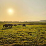 Sigirya's Wildlife Experience - An In-Depth Review of the Sigiriya’s Wildlife Experience