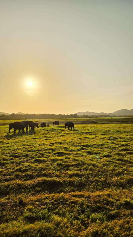 Sigirya's Wildlife Experience - An In-Depth Review of the Sigiriya’s Wildlife Experience