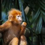 Silver Leaf Monkeys and Firefly Tour with Boat Ride and Seafood Dinner - How the Tour Works and What to Expect