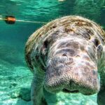 Silver Springs Manatee Kayak Tour - What to Expect from the Itinerary