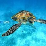 Similan Islands Snorkeling Day Trip By Love Andaman From Khao Lak - Final Thoughts