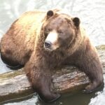 Simply Amazing Sitka Tour: Fortress of the Bear, Alaska Raptor, & Totems - Who Should Book This Tour?