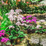 Singapore: National Orchid Garden Entry Tickets - Who Will Love It?