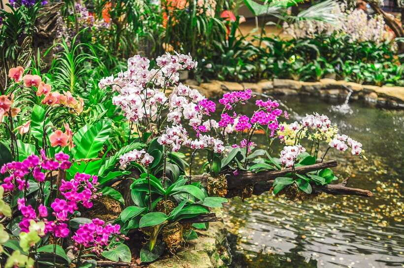 Singapore: National Orchid Garden Entry Tickets - Who Will Love It?