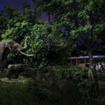 Singapore: Night Safari and Tram Ride Ticket - A Detailed Look at the Night Safari Experience