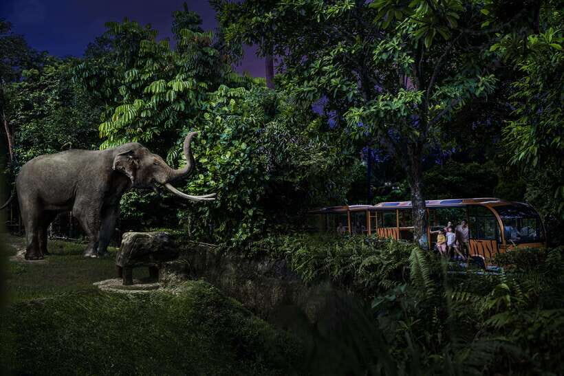 Singapore: Night Safari and Tram Ride Ticket - A Detailed Look at the Night Safari Experience