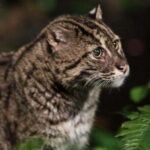 Singapore: Night Safari Singapore w/ Tram - Who Should Consider This Tour?