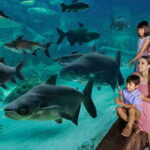 Singapore: River Wonders Entry Ticket - Why This Tour Works for You
