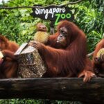 Singapore Zoo & River Wonder Day Ticket & Transfer - FAQs