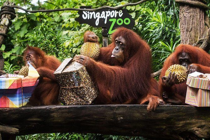 Singapore Zoo & River Wonder Day Ticket & Transfer - FAQs