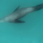 Single Kayak Rental in Mission Bay - Who Should Consider This Experience?