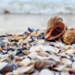 Single Kayak Rental on Big Hickory Pass - Frequently Asked Questions