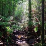 Sinharaja Rain Forest Guided Day Tour - Who Should Consider This Tour?