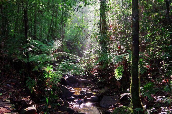 Sinharaja Rain Forest Guided Day Tour - Who Should Consider This Tour?