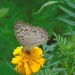 Sinharaja Rain Forest Tours (Full Day) - Who Should Consider This Tour?