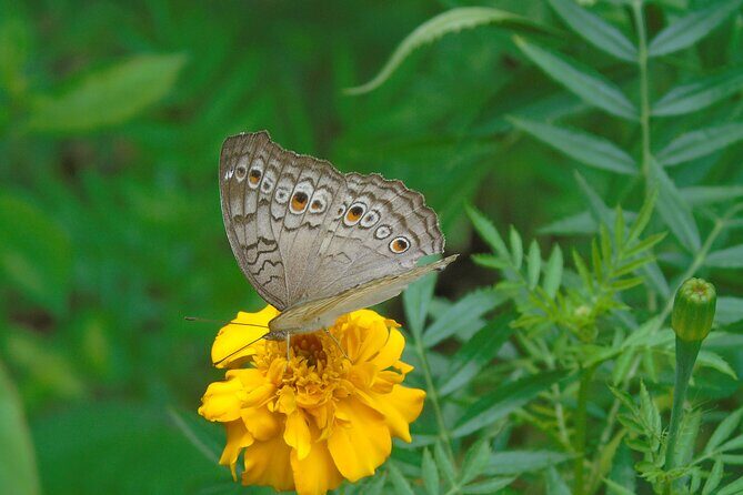 Sinharaja Rain Forest Tours (Full Day) - Who Should Consider This Tour?