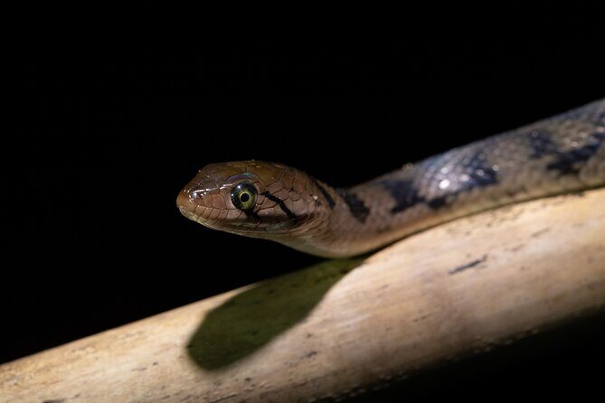 Sinharaja Rainforest Day Tour By Rainforest Expedition - In-Depth: What You Can Expect from the Sinharaja Rainforest Day Tour