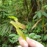 Sinharaja RainForest Private Full Day Tour - What the Reviews Say: Authentic Perspectives