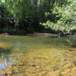 Sinharaja Rainforest Tour - In-Depth Review: What You Can Expect from the Sinharaja Rainforest Tour