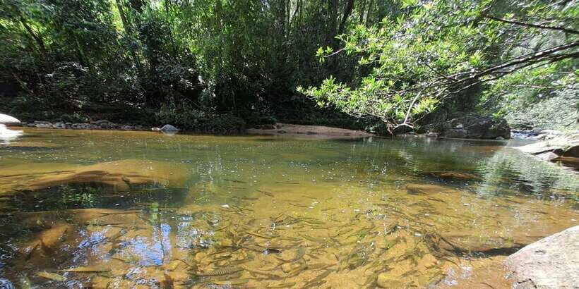 Sinharaja Rainforest Tour - In-Depth Review: What You Can Expect from the Sinharaja Rainforest Tour