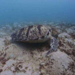 Siquijor: Freediving Adventure with Lunch and Beach Time - Practical Details: What You Need to Know