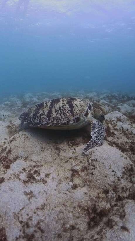 Siquijor: Freediving Adventure with Lunch and Beach Time - Practical Details: What You Need to Know