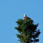 Sitka Sea Birds & Marine Life Private Charter Scenic Eco-Tour - Detailed Review: The Experience, Itinerary, and What You’ll Actually See