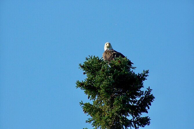 Sitka Sea Birds & Marine Life Private Charter Scenic Eco-Tour - Detailed Review: The Experience, Itinerary, and What You’ll Actually See