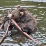 Sitka Shore Excursion: Bears, Raptor Center, & Totem Park Tour (Small Group) - Final Thoughts