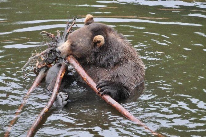 Sitka Shore Excursion: Bears, Raptor Center, & Totem Park Tour (Small Group) - Final Thoughts