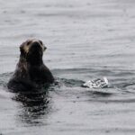 Sitka Sound Marine Wildlife Tour - The Sum Up: Is This the Wildlife Tour for You?
