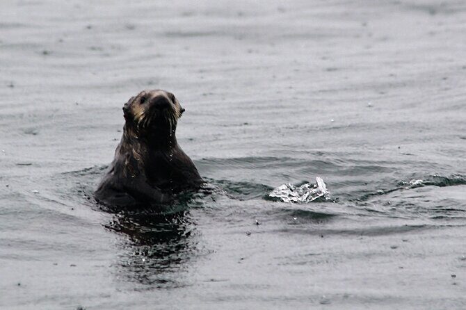 Sitka Sound Marine Wildlife Tour - The Sum Up: Is This the Wildlife Tour for You?