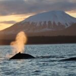 Sitka Whale Watch and Sea Otter Quest - Who Will Love This Tour?