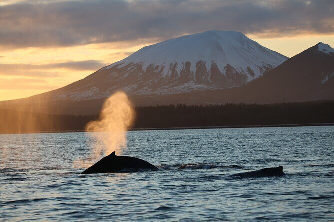 Sitka Whale Watch and Sea Otter Quest - Who Will Love This Tour?