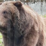 Sitka's Favorite Sites Private Land Tour for 6 (Meal option avail - The Practical Details