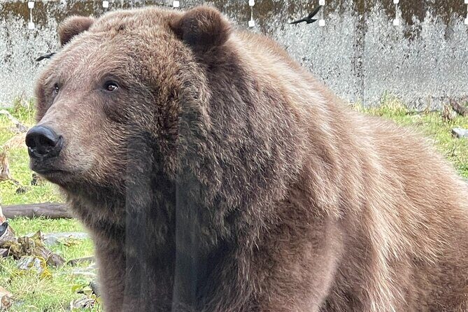 Sitka's Favorite Sites Private Land Tour for 6 (Meal option avail - The Practical Details