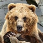 Sitka's only Private Simply Amazing Tour - Exploring Sitka’s Natural and Cultural Treasures