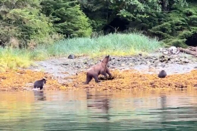 Sitkas Private Wildlife Whale Adventure for 6 w/Transportation - The Sum Up