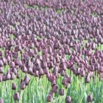 Skagit Valley Tulip Festival Day Tour from Seattle - Practical Details: What You Need to Know
