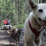 Skagway Shore Excursion: Yukon Dog Sledding and Sightseeing Tour - Who Would Love This Tour?