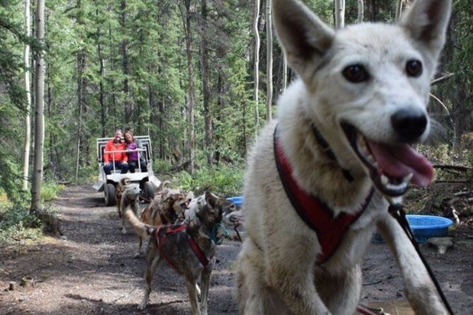 Skagway Shore Excursion: Yukon Dog Sledding and Sightseeing Tour - Who Would Love This Tour?
