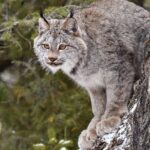 Skip the Line: Daily Admission at Woodland Park Zoo Ticket - Who Will Love This Experience?