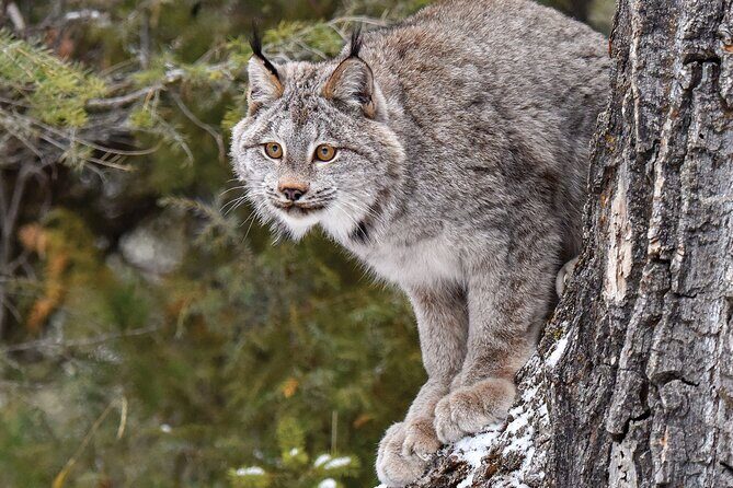 Skip the Line: Daily Admission at Woodland Park Zoo Ticket - Who Will Love This Experience?