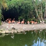 Skip the Line: Flamingo Gardens Admission Ticket in Fort Lauderdale - The Sum Up