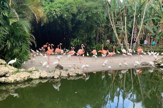 Skip the Line: Flamingo Gardens Admission Ticket in Fort Lauderdale - The Sum Up